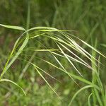 Bromus sterilis Gyümölcs