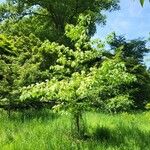 Cornus alternifolia Habitus