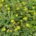 Potentilla brauneana Blomst