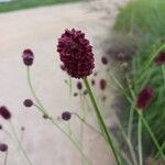 Sanguisorba officinalisफूल