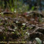 Sabulina tenuifolia Çiçek