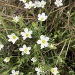 Arenaria montanaFleur