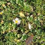 Bellis perennis花