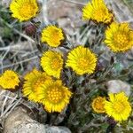 Tussilago farfaraFlor