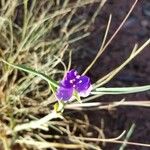 Tradescantia occidentalis Květ