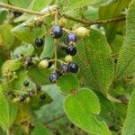 Miconia dependens Fruit