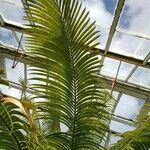 Cycas circinalis Folha