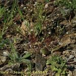 Sabulina tenuifolia Yeri