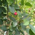 Amelanchier alnifolia Leaf