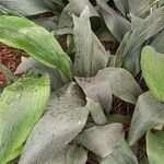 Aspidistra elatior ഇല