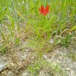 Adonis flammea Habit