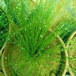 Isolepis cernua Yaprak