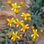 Senecio crassissimus Flower