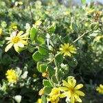 Chrysanthemoides monilifera Alkat (teljes növény)