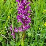 Dactylorhiza majalis Libunga