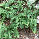 Polypodium californicum Hábito