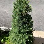 Picea glauca 葉