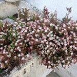 Sedum moranense Flower