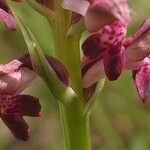 Anacamptis coriophora Blomma