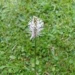 Plantago media花