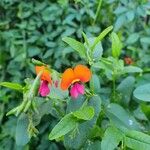 Kennedia coccinea फूल