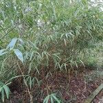 Phyllostachys sulphurea Hábito