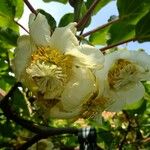 Actinidia deliciosa Diğer