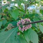 Callicarpa americanaKwiat