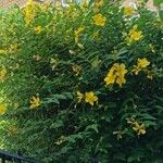 Hypericum × hidcoteense অন্যান্য