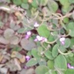 Desmodium scorpiurus Folha