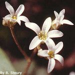 Micranthes virginiensis Flor