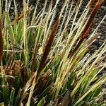 Carex caryophyllea Blatt