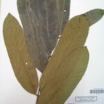 Guarea trunciflora Máis