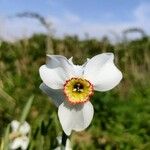 Narcissus × medioluteus Blomma