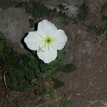 Oenothera tetraptera Flower