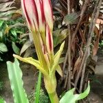 Crinum bulbispermum 花