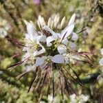 Cleome gynandra Flor