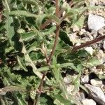 Galeopsis angustifolia Leaf