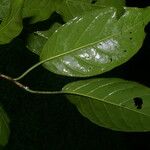 Coccoloba obovata 葉
