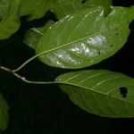 Coccoloba obovata Leaf