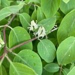 Lonicera xylosteum Flor