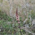 Schoenocaulon texanum Flower