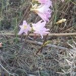 Amaryllis belladonnaFlors