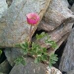 Ranunculus glacialis Habit