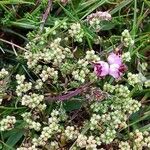 Erica umbellata Flower