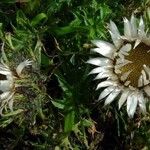 Carlina acaulis Blüte