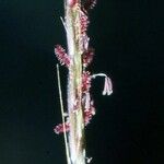 Digitaria ischaemum Flower