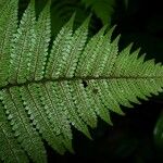 Cyathea surinamensis Лист