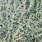 Polygonum arenastrum عادت داشتن