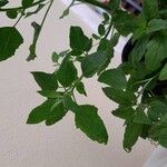 Chenopodium quinoa Folio